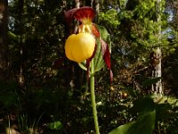 Cypripedium calceolus 91, Vrouwenschoentje, Saxifraga-Ed Stikvoort