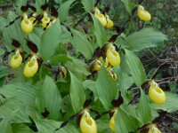 Cypripedium calceolus 92, Vrouwenschoentje, Saxifraga-Ed Stikvoort