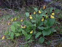 Cypripedium calceolus 93, Vrouwenschoentje, Saxifraga-Ed Stikvoort