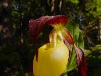 Cypripedium calceolus 94, Vrouwenschoentje, Saxifraga-Ed Stikvoort