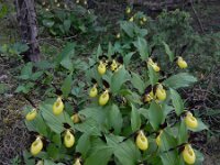 Cypripedium calceolus 95, Vrouwenschoentje, Saxifraga-Ed Stikvoort