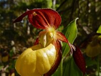 Cypripedium calceolus 96, Vrouwenschoentje, Saxifraga-Ed Stikvoort