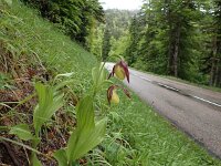 Cypripedium calceolus 97, Vrouwenschoentje, Saxifraga-Jelle van Dijk