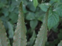 Cyrtomium falcatum 2, IJzervaren, Saxifraga-Rutger Barendse