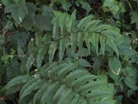 Cyrtomium falcatum 4, IJzervaren, Saxifraga-Rutger Barendse