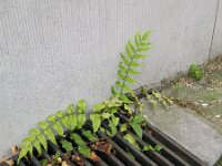 Cyrtomium falcatum 5, IJzervaren, Saxifraga-Rutger Barendse