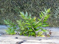 Cyrtomium falcatum 6, IJzervaren, Saxifraga-Rutger Barendse