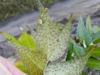 Cyrtomium falcatum 7, IJzervaren, Saxifraga-Rutger Barendse