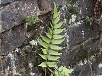 Cyrtomium fortunei 2, Smalle ijzervaren, Saxifraga-Peter Meininger