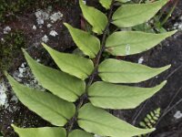 Cyrtomium fortunei 3, Smalle ijzervaren, Saxifraga-Peter Meininger