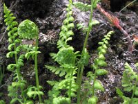 Cystopteris fragilis 1, Blaasvaren, Saxifraga-Rutger Barendse