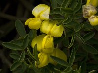 Cytissus emeriflorus 1, Saxifraga-Jan van der Straaten