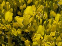 Cytisus galianoi 3, Saxifraga-Willem van Kruijsbergen