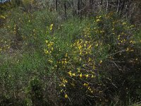 Cytisus grandiflorus 10, Saxifraga-Ed Stikvoort