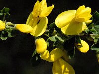 Cytisus grandiflorus 3, Saxifraga-Jan van der Straaten