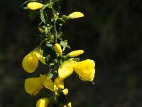 Cytisus grandiflorus 4, Saxifraga-Jan van der Straaten