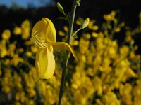 Cytisus grandiflorus 5, Saxifraga-Ed Stikvoort