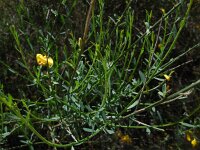 Cytisus grandiflorus 6, Saxifraga-Ed Stikvoort