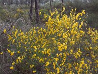 Cytisus grandiflorus 7, Saxifraga-Ed Stikvoort