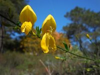 Cytisus grandiflorus 8, Saxifraga-Ed Stikvoort