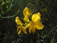 Cytisus grandiflorus 9, Saxifraga-Ed Stikvoort