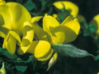 Cytisus grandiflorus ssp grandiflorus 1, Saxifraga-Jan Jansen