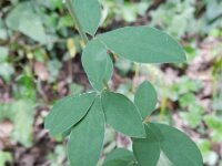 Cytisus nigricans 3, Saxifraga-Rutger Barendse