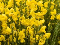 Cytisus purgens 2, Saxifraga-Jan van der Straaten