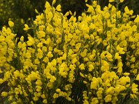 Cytisus purgens 3, Saxifraga-Jan van der Straaten