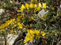 Cytisus sauzeanus 4, Saxifraga-Marijke Verhagen