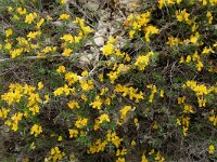 Cytisus sauzeanus 5, Saxifraga-Willem van Kruijsbergen