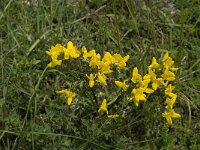 Cytisus triflorus 3, Saxifraga-Jan van der Straaten