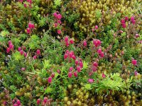 Daboecia azorica 2, Saxifraga-Ed Stikvoort