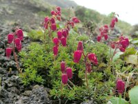 Daboecia azorica 3, Saxifraga-Ed Stikvoort