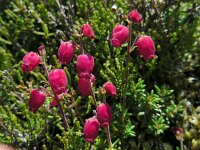 Daboecia azorica 5, Saxifraga-Ed Stikvoort