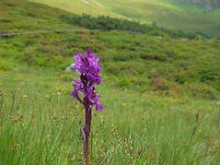 Dactylorhiza alpestris 3, Saxifraga-Ed Stikvoort