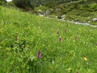Dactylorhiza alpestris 5, Saxifraga-Ed Stikvoort
