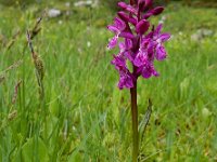 Dactylorhiza alpestris 6, Saxifraga-Ed Stikvoort