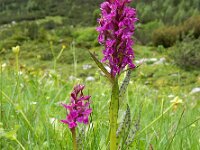 Dactylorhiza alpestris 7, Saxifraga-Ed Stikvoort