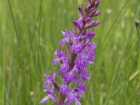 Dactylorhiza elata 5, Grote rietorchis, Saxifraga-Willem van Kruijsbergen