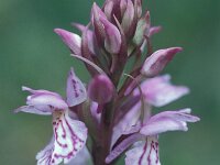 Dactylorhiza elodes 11, Saxifraga-Hans Dekker