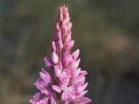 Dactylorhiza elodes 12, Saxifraga-Hans Dekker