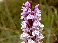 Dactylorhiza elodes 2, Saxifraga-Hans Dekker
