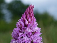 Dactylorhiza elodes 5, Saxifraga-Hans Dekker