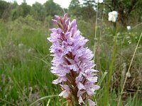 Dactylorhiza elodes 7, Saxifraga-Hans Dekker  JENOPTIK DIGITAL CAMERA