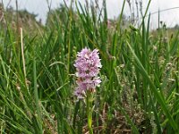 Dactylorhiza elodes 9, Saxifraga-Hans Dekker