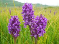 Dactylorhiza euxina 7, Saxifraga-Ed Stikvoort