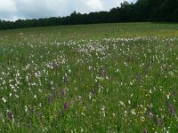 Dactylorhiza incarnata 25, Vleeskleurige orchis, Saxifraga-Jan Willem Jongepier