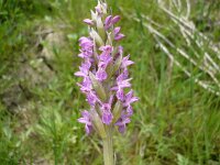 Dactylorhiza incarnata 26, Vleeskleurige orchis, Saxifraga-Jasenka Topic