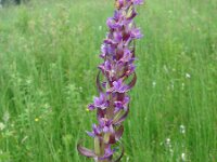 Dactylorhiza incarnata 31, Vleeskleurige orchis, Saxifraga-Jasenka Topic